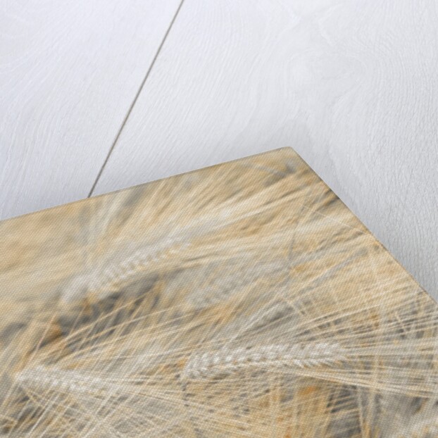 Wheat field by Assaf Frank